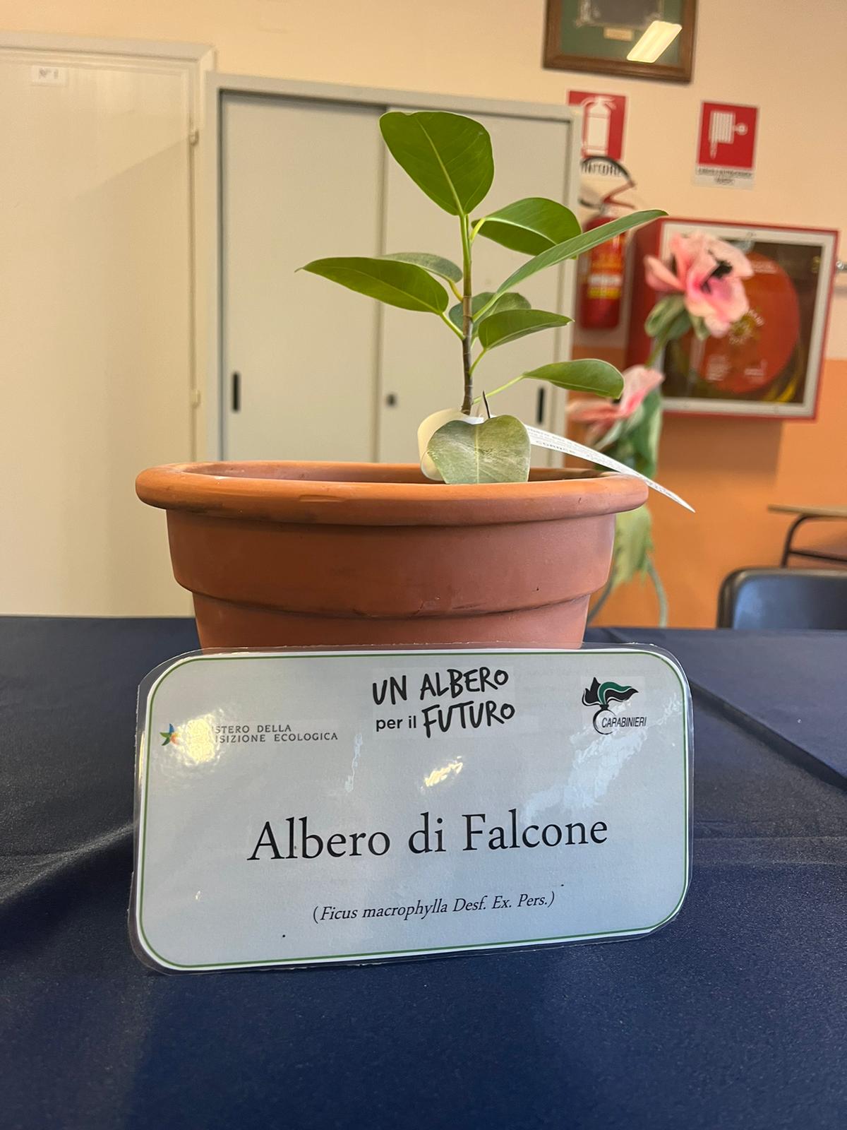 ficus Falcone